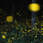 Slow Shutter Fireflies 2