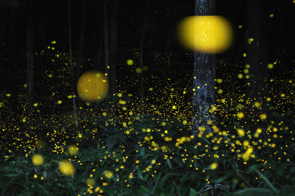 Slow Shutter Fireflies 2