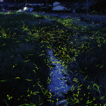 Slow Shutter Fireflies 3
