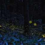 Slow Shutter Fireflies 4