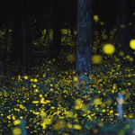 Slow Shutter Fireflies 5