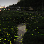 Slow Shutter Fireflies 6