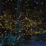 Slow Shutter Fireflies 7