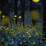 Slow Shutter Fireflies 8
