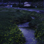 Slow Shutter Fireflies 9