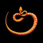 Serpentine Photography 1