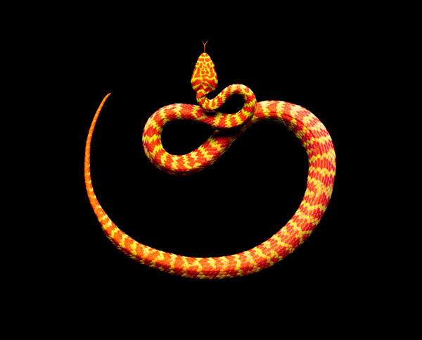 Serpentine Photography 1