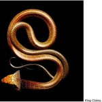 serpentine mark laita 10