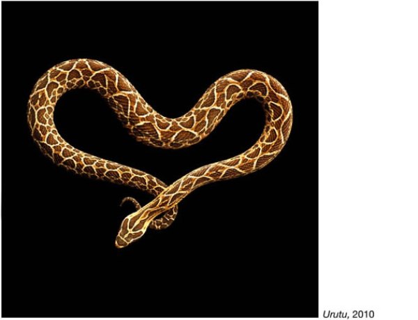 serpentine mark laita 12