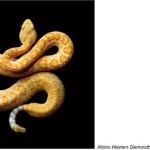 serpentine mark laita 13