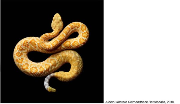 serpentine mark laita 13