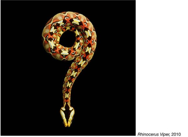 serpentine mark laita 14