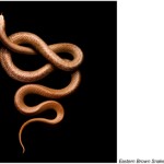 serpentine mark laita 15