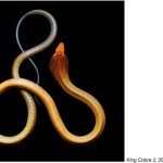 serpentine mark laita 2