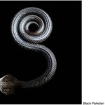 serpentine mark laita 3