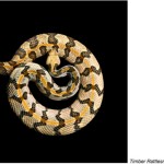 serpentine mark laita 4