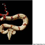 serpentine mark laita 5