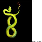 serpentine mark laita 7