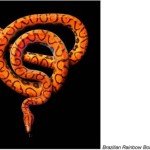 serpentine mark laita 8jpg