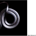 serpentine mark laita 9jpg