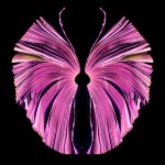 Pink Butterfly