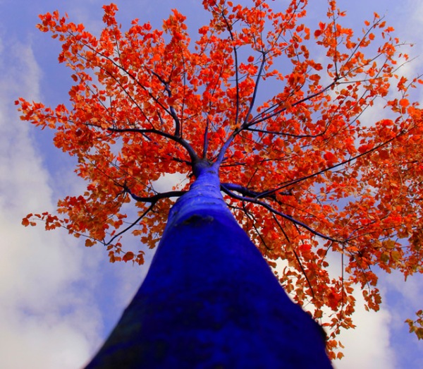blue trees 1