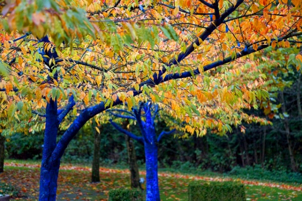 blue trees 2