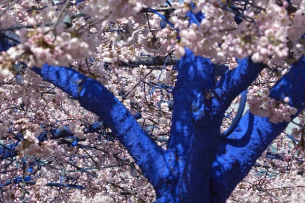 blue trees 4