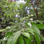 subtropical Indian-Rainforest-e1333391129849 3