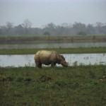 subtropical Rare-Indian-Rhino-e1333391139648 2
