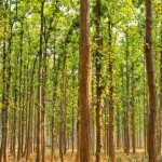subtropical-forest-india 1