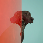 william-wegman-dog-portraits-1
