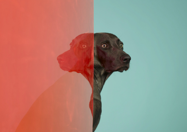 william-wegman-dog-portraits-1