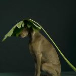 william-wegman-dog-portraits-4