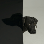 william-wegman-dog-portraits-5-600x444