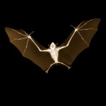 nick veasy xray photography 11