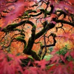 2012 national geographic photo contest winners merits viewers choice 8