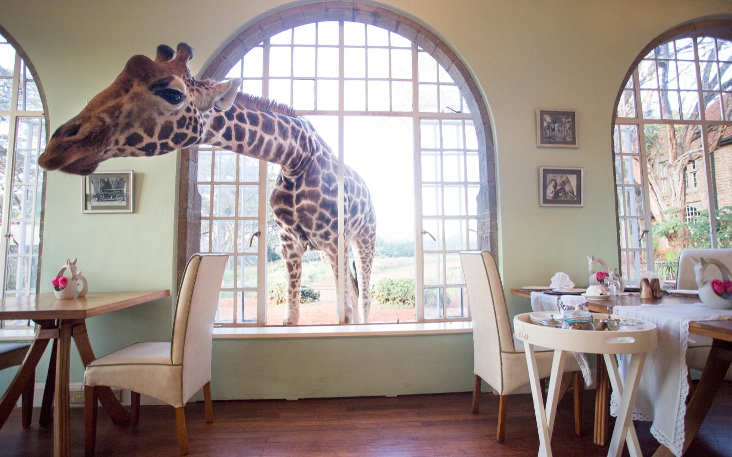 Giraffe Manor Lang’ata Nairobi - honeymoon destination